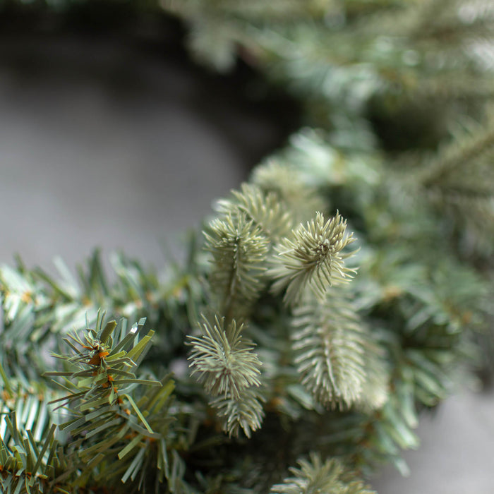 Wreath base (mixed pine)