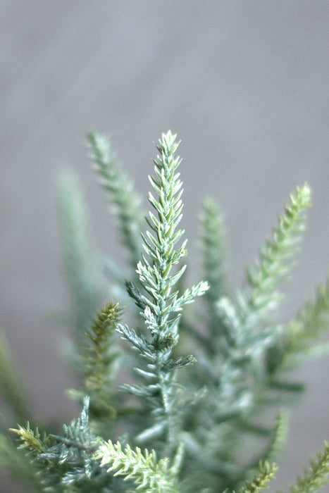 パイン&サイプレス | フェイクグリーン2種セット