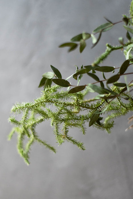 SHIMENAWA 2026 short – モダンで愛らしい小ぶりなしめ縄飾り — ANTRY