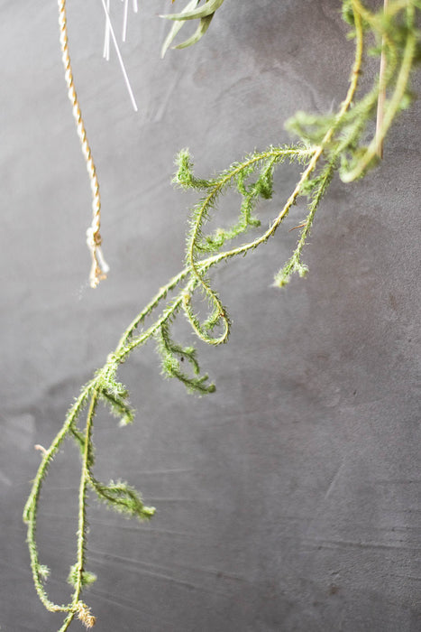 SHIMENAWA 2026 long | しめ縄・正月飾り