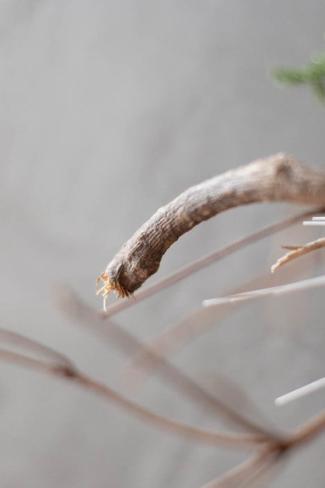 SHIMENAWA 2026 long | しめ縄・正月飾り