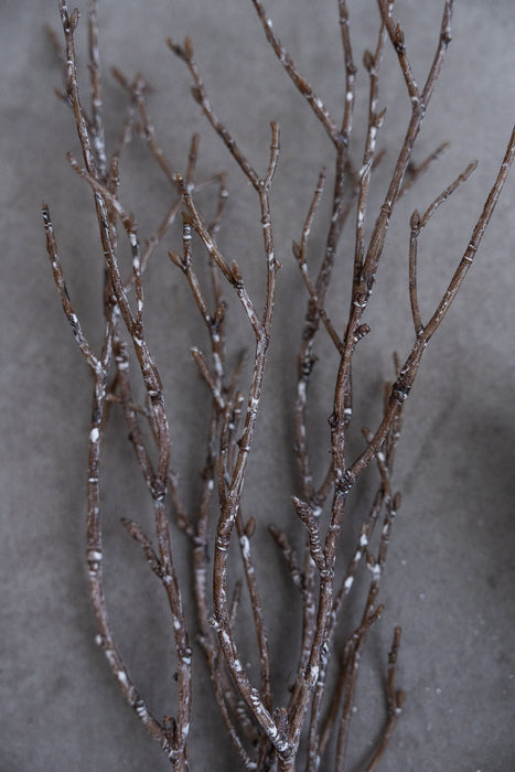 Holiday Winter Assortment (Pine & Berzelia)