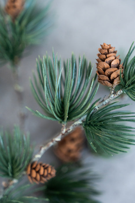 Holiday Pine Assortment