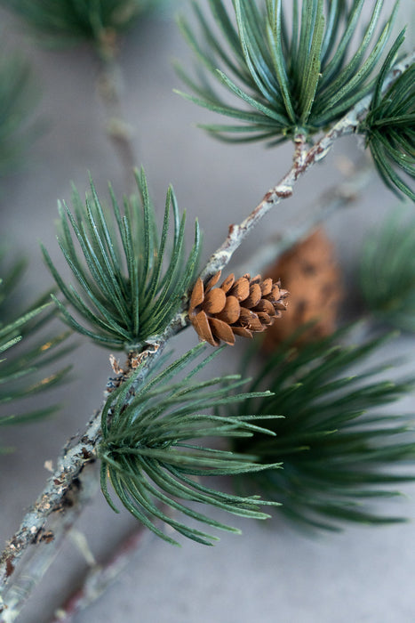 Holiday Pine Assortment
