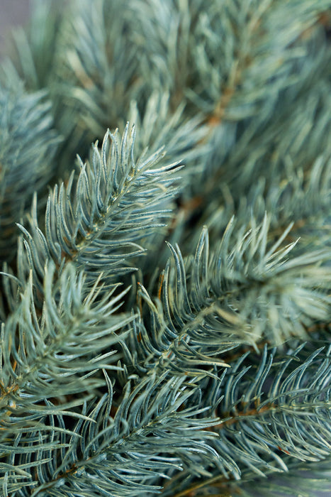 Holiday Pine Assortment