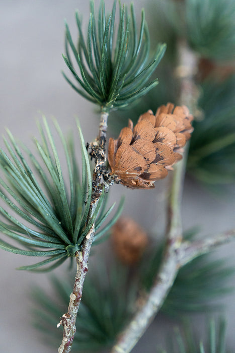 Holiday Pine Assortment